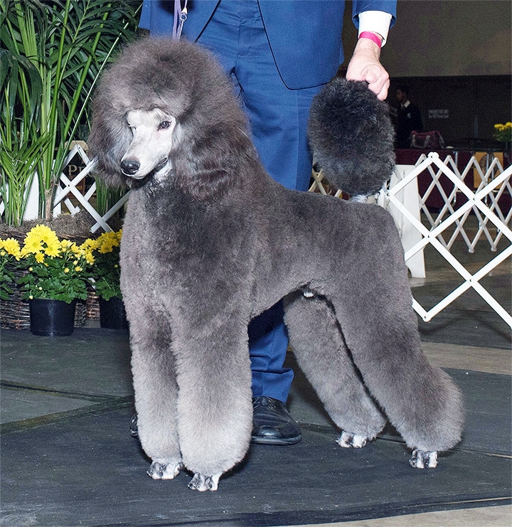 LAKEVIEW STANDARD POODLES - HOME