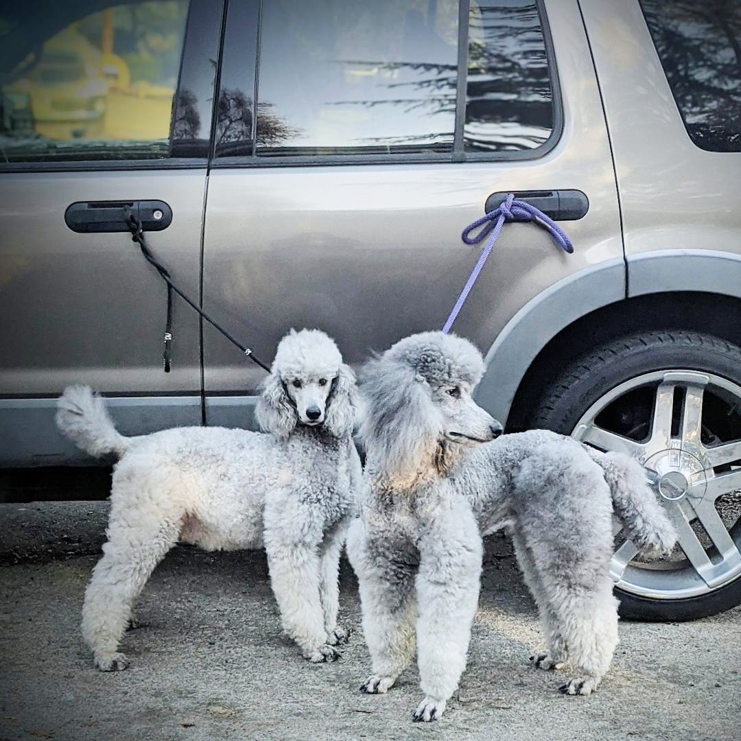 Stately standard deals poodles